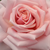 Rózsaszín - Teahibrid rózsa - Budatétény